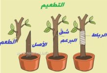 التكاثر عند النباتات