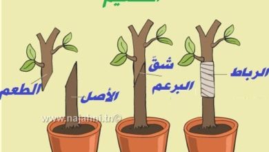 التكاثر عند النباتات