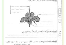 اختبار ايقاظ علمي السنة السادسة