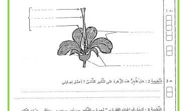 اختبار ايقاظ علمي السنة السادسة