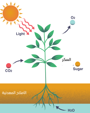 التغذية الكربونية عند النبات الأخضر