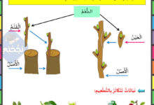 بحث حول التكاثر الخضري سنة 4