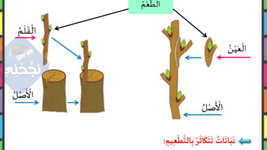 بحث حول التكاثر الخضري سنة 4