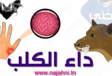 بحث-حول-داء-الكلب