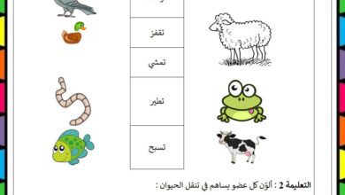 اختبار بداية السنة الثانية