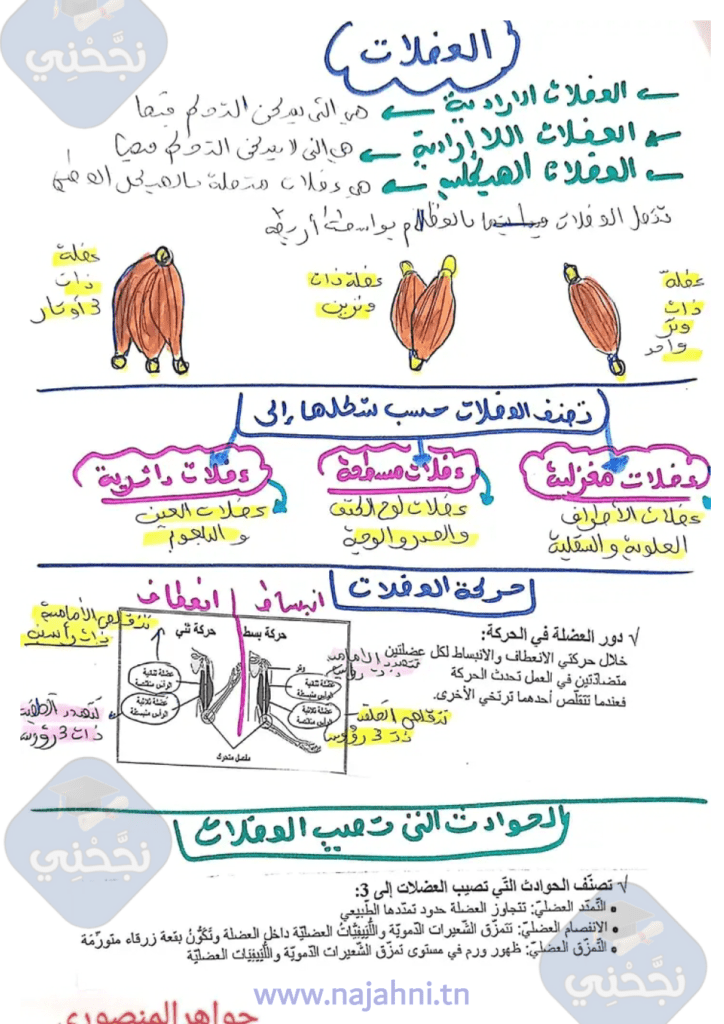 ملخص ايقاظ علمي السنة الخامسة الثلاثي الأول