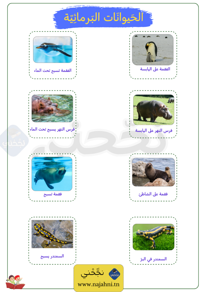 بحث حول الحيوانات البرمائية