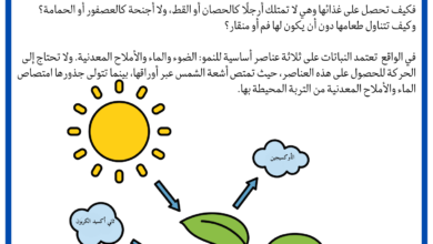 بحث حول كيف تتغذى النبتة؟