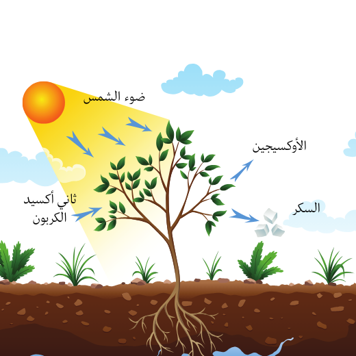 التركيب الضوئي - السنة الثامنة أساسي