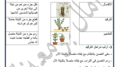 مراجعة ايقاظ علمي للثلاثي الثالث سنة 4 مع الاصلاح للمربية امال بومعيزة